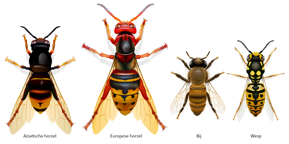 Reconnaitre le frelon asiatique_NL.jpg