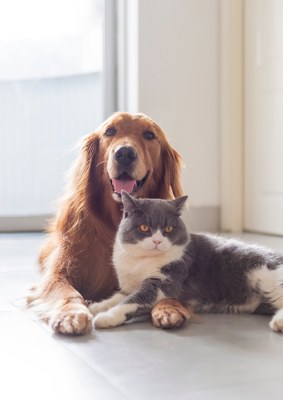 Primes chiens et chats